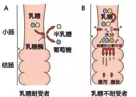 羊奶粉适合哪些宝宝喝 羊奶粉适合哪些宝宝喝